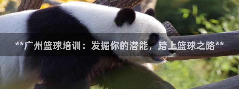 耀世而出：**广州篮球培训：发掘你的潜能，踏上篮球之